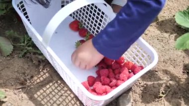 Asya Çin çocuk ve anne bir çiftlikte çilek toplama