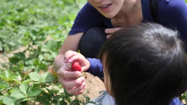 Азиатский Ребенок Мать Собирают Клубнику Ферме — стоковое видео