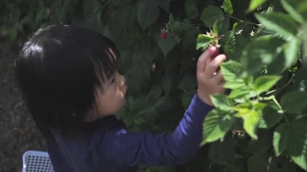 Asiático Chino Niño Recoger Fresa Granja — Vídeo de stock