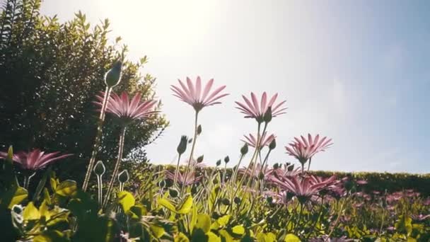 Vidvinkel Utsikt Över Vilda Blommor Park — Stockvideo