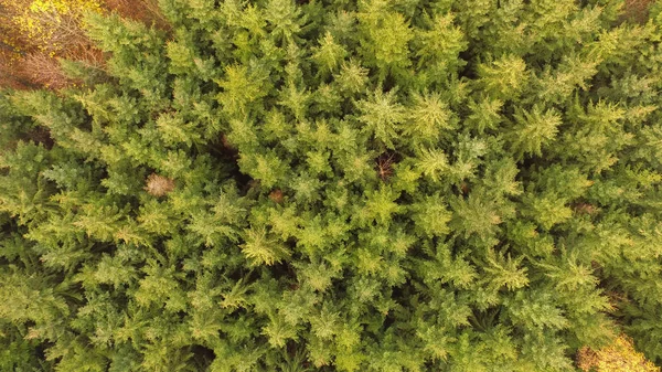 Blick Von Der Spitze Des Fichtenwaldes — Stockfoto