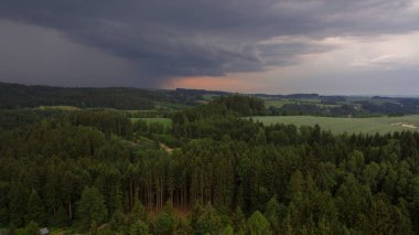Bir çam ormanının havadan görünümü