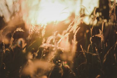 Güzel Imperata silindiri Beauv ya da Tüylü otların çimen çiçekleri, bulanık siluet  