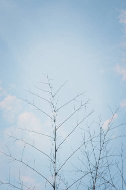 soyut bambu ağacı dalı ve gökyüzü doğa arkaplanı