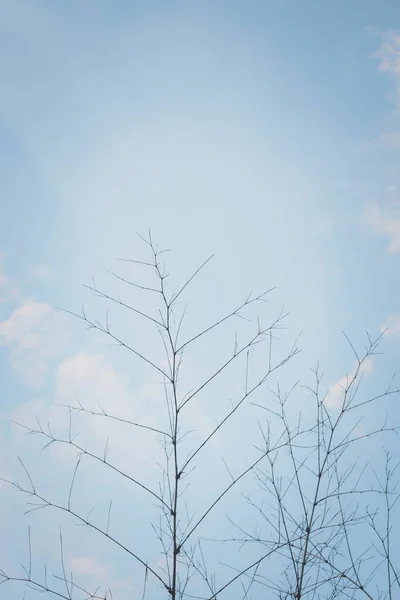 Abstrakt Bambu Träd Gren Och Himmel Natur Bakgrund — Stockfoto