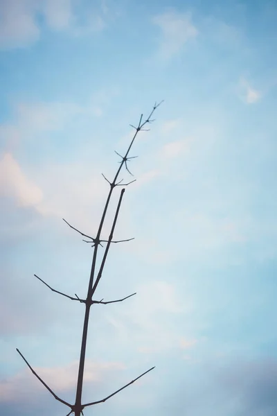 竹子树分枝和天空自然背景 — 图库照片