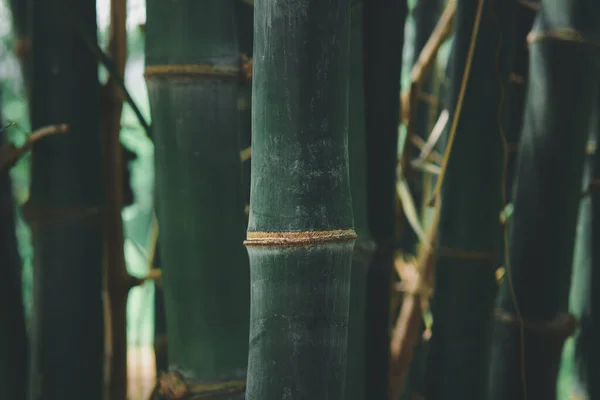 Tayland Bambu Dendrocalamus Sericeus Munro Ormanı — Stok fotoğraf