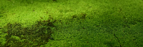 green moss on the floor wallpaper background.