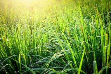 Limon otu ya da Citronella sebze bahçesinde yetişir..