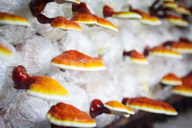 Lingzhi ya da Ganoderma mantarı, ilaç yapmak için.. 