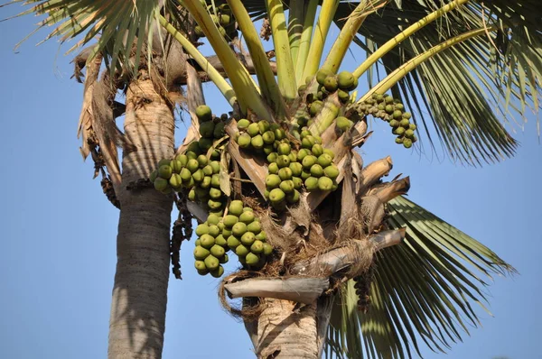 Buah Dari Pohon Palem Borassus — Stok Foto