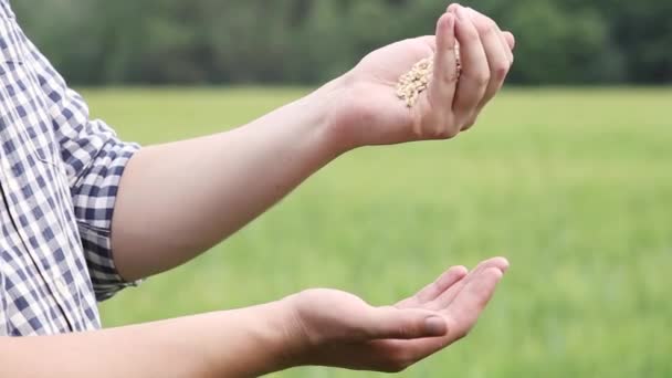 Le mani dell'uomo versano grano maturo grani d'oro. Cereali di grano in una mano maschile su nuovo raccolto a campo — Video Stock