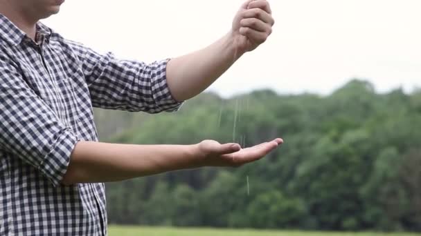Menschenhände gießen reife Weizenkörner. Weizenkorn in männlicher Hand über neue Ernte auf dem Feld — Stockvideo