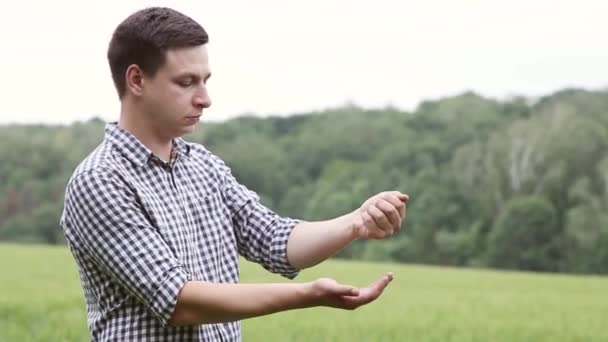 Menschenhände gießen reife Erbsenkörner. Erbsenkörner in männlicher Hand über neue Ernte auf dem Feld — Stockvideo