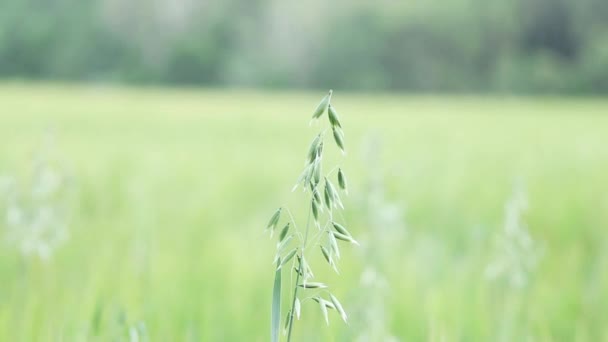 Yeşil buğday portre. Buğday makro. Yeşil buğday alanı kapatın. Tarım soyut doğa arka plan. Yeşil alan. Buğday kulak alanı — Stok video