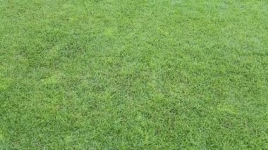 Bakımlı yeşil çim tepesinden video hareketli