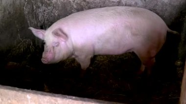 Büyük pembe domuz koklama ve rahatlatıcı. Köyde mutlu pembe domuzlar