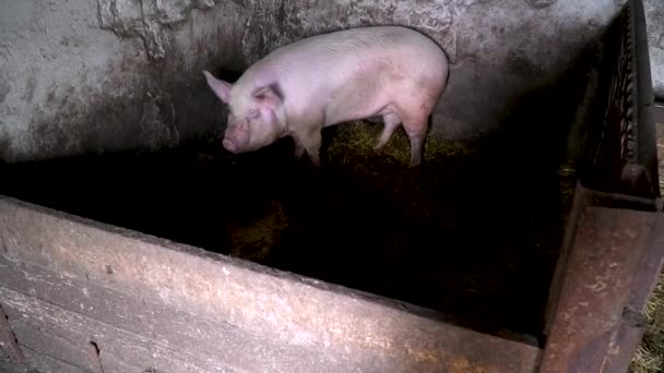 Šťastná růžová prasata ve vesnici. Velké růžové prase, čichání a relaxace — Stock video