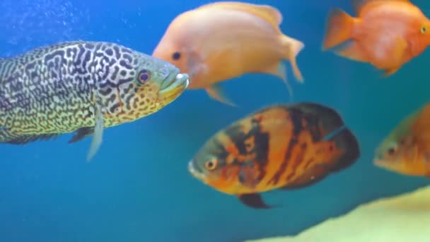 Hermosos peces de diferentes tamaños nadan en acuario — Vídeos de Stock