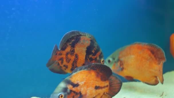 Peces multicolores en el acuario. Hermosos peces de diferentes tamaños nadan en acuario — Vídeos de Stock