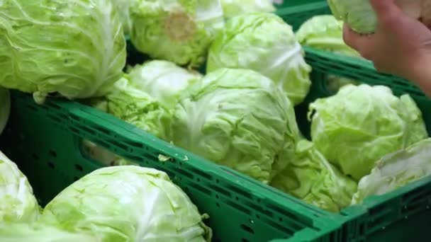 Close up shooting of female hand choosing fresh cabbage — Stock Video