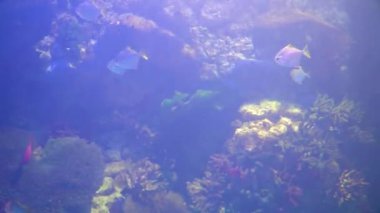 Akvaryumda yüzen balıklar. Güzel balık oceanarium