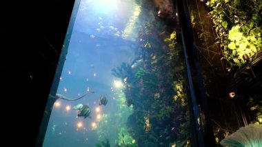 Güzel balık oceanarium. Suda yüzen küçük köpekbalığı