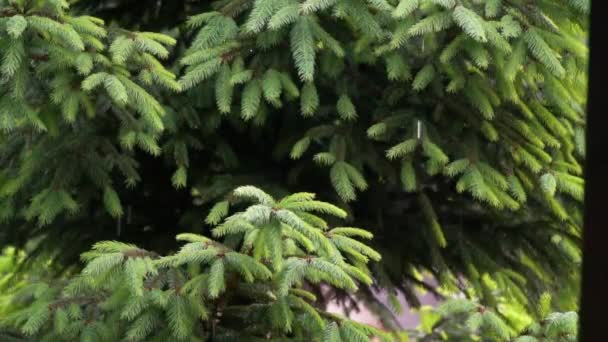 Fermer les images de la pluie dans les montagnes. Mouvement lent 