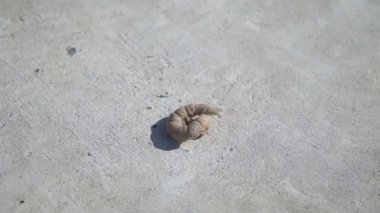 Tırtıl betonda asılı. Yavaş çekim