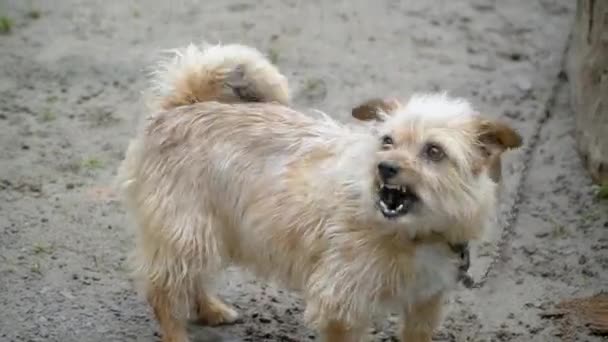 Wütender kleiner aggressiver bellender Hund im Freien — Stockvideo