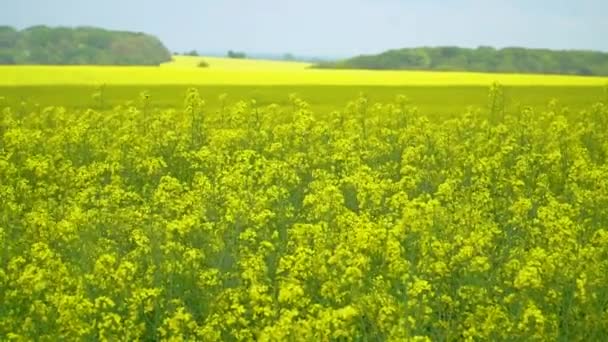 Amplias extensiones de campo de mostaza con cielo nublado y árboles en el horizonte. Paisaje agrario — Vídeos de Stock