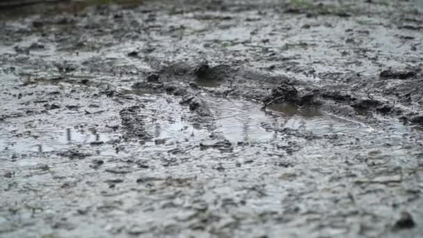 Suelo húmedo bajo la lluvia. Charcos y pantanos — Vídeo de stock