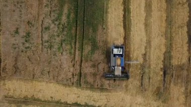 Modern hava manzarası tarlada buğday hasadını birleştiriyor
