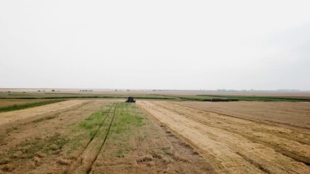 Vista aérea de la cosechadora moderna de trigo en el campo — Vídeos de Stock