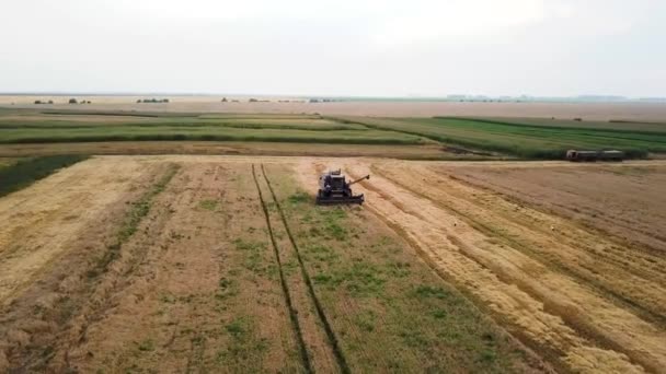 Luftaufnahme moderner Mähdrescher bei der Weizenernte auf dem Feld — Stockvideo