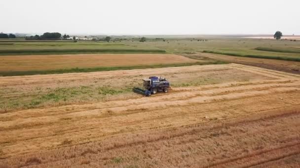 Veduta aerea della moderna mietitura del grano sul campo — Video Stock