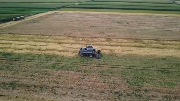 Uitzicht vanuit de lucht op moderne combinatieoogst tarwe op het veld — Stockvideo