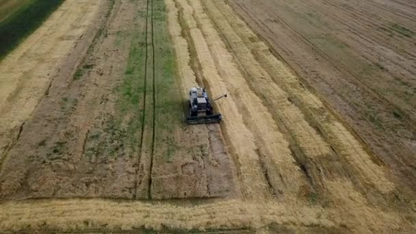 Uitzicht vanuit de lucht op moderne combinatieoogst tarwe op het veld — Stockvideo
