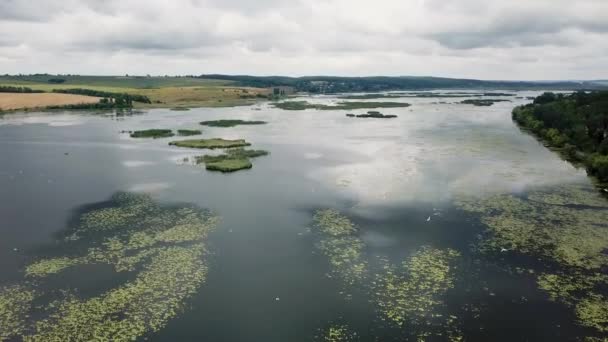 A tóra néző kilátás. A tavon repülő fehér madarak — Stock videók