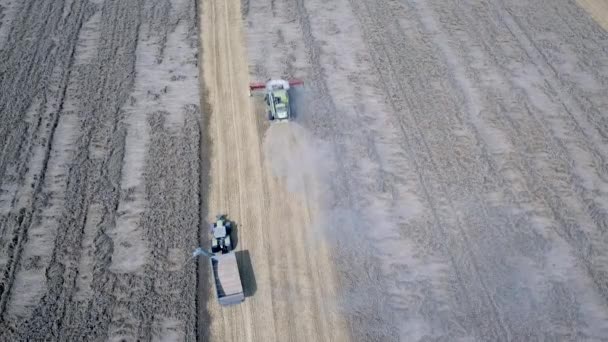 Oogsten van tarwe in de zomer. Luchtfoto van modern combineren oogst tarwe op het veld — Stockvideo