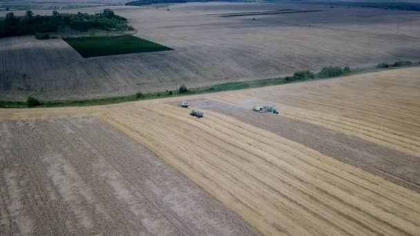 La cosecha del trigo en verano. Vista aérea de dos cosechadoras de trigo en el campo — Vídeos de Stock