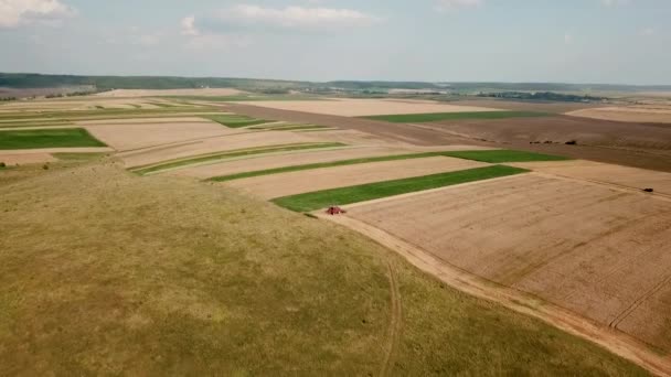 Aerial view of modern red combine harvesting wheat on the field — Stock Video