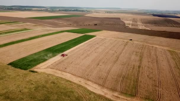 Widok z lotu ptaka nowoczesnego kombajnu zbożowego pszenicy na polu. Kombajny pracujące w terenie — Wideo stockowe