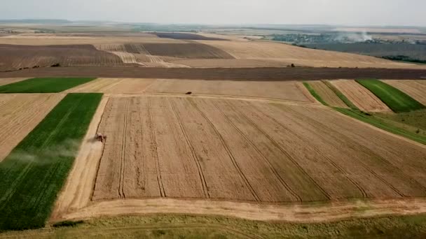 Vista aérea de rojo moderno combinar la cosecha de trigo en el campo — Vídeos de Stock