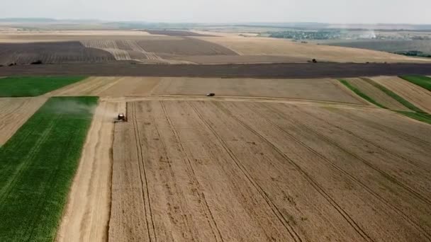 Воздушный обзор современного красного комбайна, собирающего пшеницу на поле — стоковое видео