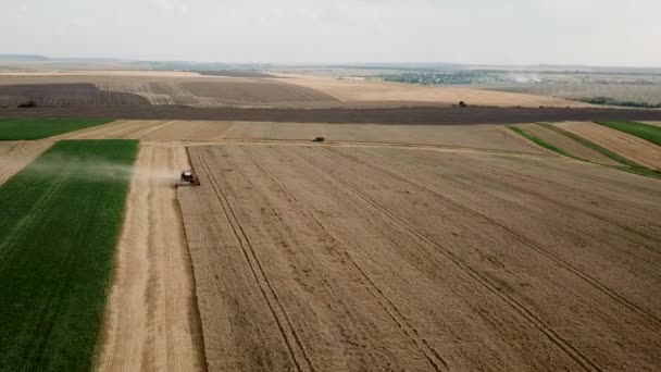 Luchtfoto van modern combineren oogst tarwe op het veld. Oogstmachines die in het veld werken — Stockvideo