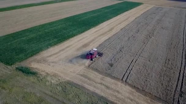 Letecký pohled na moderní červenou kombinaci sklizeň pšenice na poli — Stock video