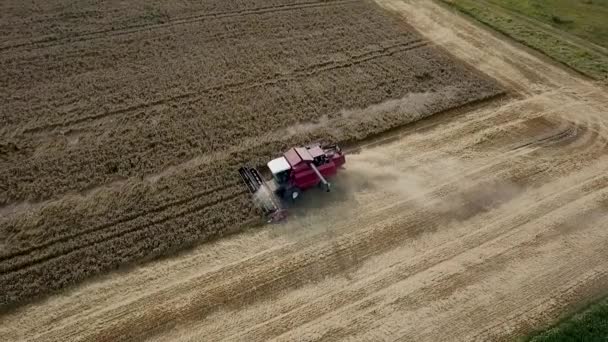 Harvesters working in the field. Aerial view of modern combine harvesting wheat on the field — Stock Video