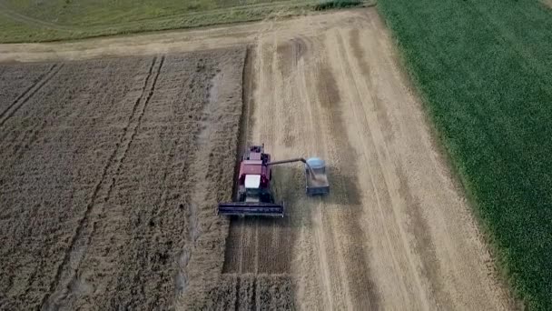 Mähdrescher und landwirtschaftliche Maschinen bei der Weizenernte. Erntehelfer bei der Feldarbeit. Ansicht von oben — Stockvideo