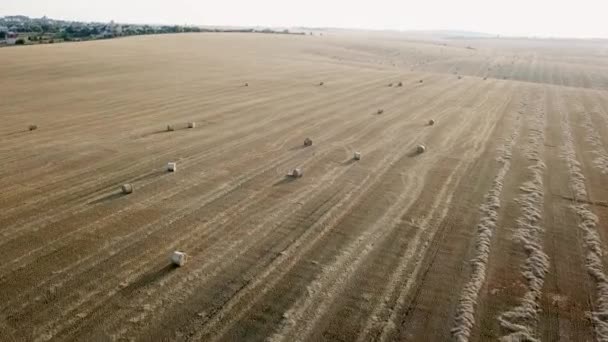 Pšeničné pole s balesy v letním večeru. Pohled shora — Stock video